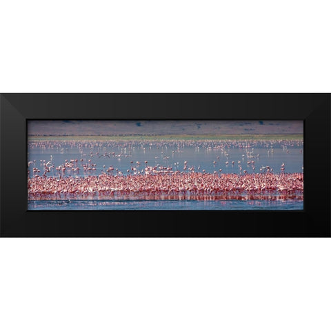 Lesser flamingos rest and feed in Lake Magadi inside Ngorongoro Crater-Tanzania Black Modern Wood Framed Art Print by Richardson, Larry
