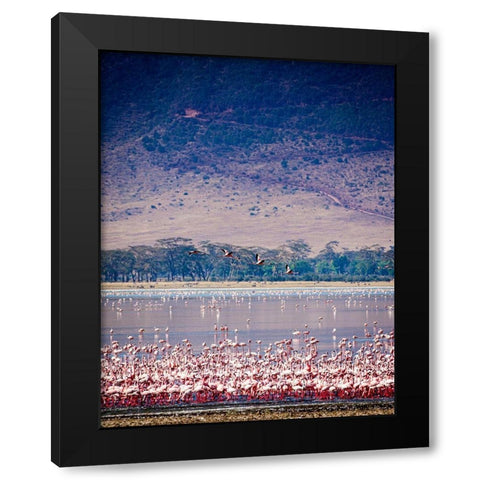 Lesser flamingos rest and feed in Lake Magadi inside Ngorongoro Crater-Tanzania Black Modern Wood Framed Art Print with Double Matting by Richardson, Larry