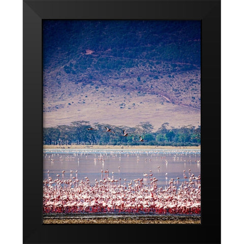 Lesser flamingos rest and feed in Lake Magadi inside Ngorongoro Crater-Tanzania Black Modern Wood Framed Art Print by Richardson, Larry