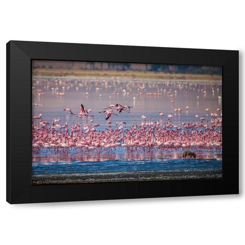 Lesser flamingos rest and feed in Lake Magadi inside Ngorongoro Crater-Tanzania Black Modern Wood Framed Art Print by Richardson, Larry