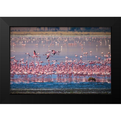 Lesser flamingos rest and feed in Lake Magadi inside Ngorongoro Crater-Tanzania Black Modern Wood Framed Art Print by Richardson, Larry