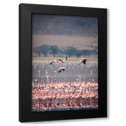 Lesser flamingos rest and feed in Lake Magadi inside Ngorongoro Crater-Tanzania Black Modern Wood Framed Art Print with Double Matting by Richardson, Larry
