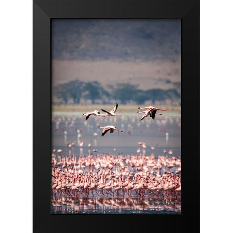 Lesser flamingos rest and feed in Lake Magadi inside Ngorongoro Crater-Tanzania Black Modern Wood Framed Art Print by Richardson, Larry