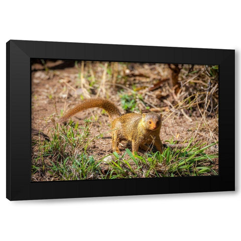 A dwarf mongoose-like other mustelids-is curious Black Modern Wood Framed Art Print by Richardson, Larry