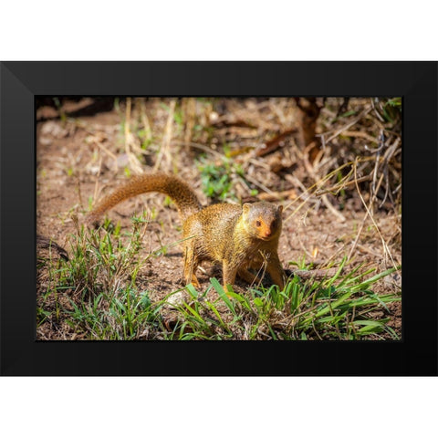 A dwarf mongoose-like other mustelids-is curious Black Modern Wood Framed Art Print by Richardson, Larry