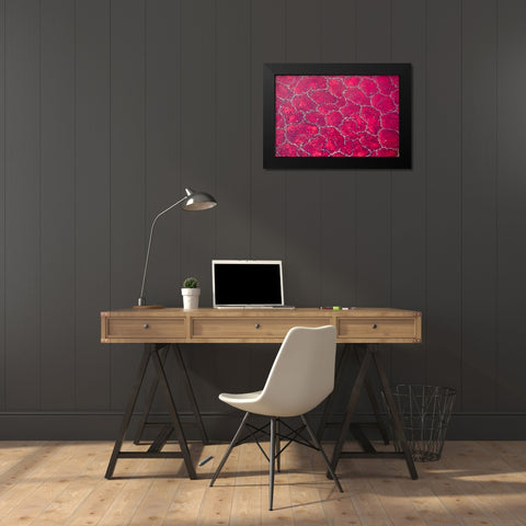 Africa-Tanzania-Aerial view of patterns of red algae and salt formations in shallow salt waters Black Modern Wood Framed Art Print by Souders, Paul