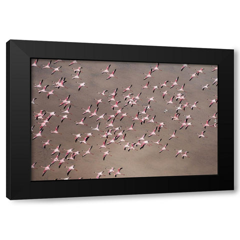 Africa-Tanzania-Aerial view of flock of Greater and Lesser Flamingos flying above salt waters Black Modern Wood Framed Art Print by Souders, Paul