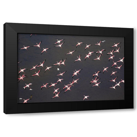 Africa-Tanzania-Aerial view of flock of Greater and Lesser Flamingos flying above salt waters Black Modern Wood Framed Art Print by Souders, Paul