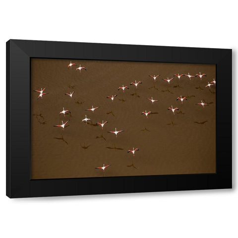 Africa-Tanzania-Aerial view of flock of Greater and Lesser Flamingos flying above salt waters Black Modern Wood Framed Art Print by Souders, Paul