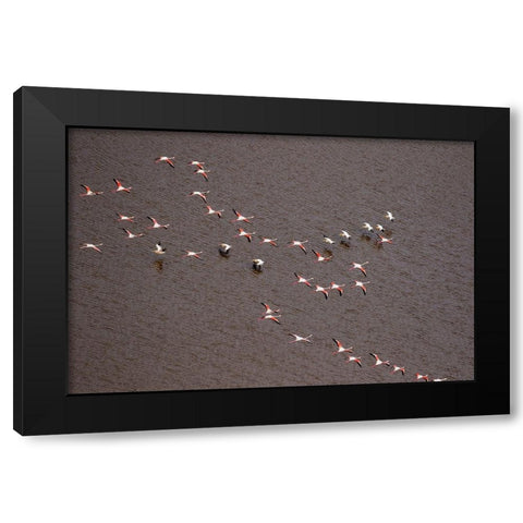 Africa-Tanzania-Aerial view of flock of Greater and Lesser Flamingos flying  Black Modern Wood Framed Art Print by Souders, Paul