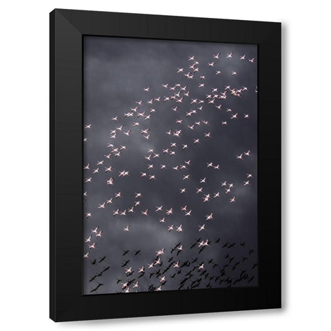 Africa-Tanzania-Aerial view of flock of Greater and Lesser Flamingos flying above salt waters Black Modern Wood Framed Art Print by Souders, Paul