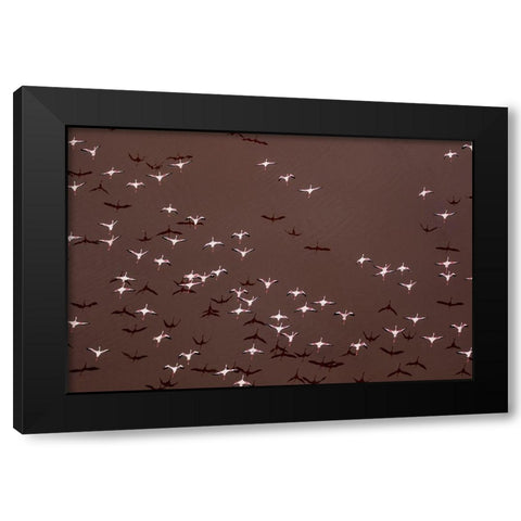 Africa-Tanzania-Aerial view of flock of Greater and Lesser Flamingos flying above salt waters Black Modern Wood Framed Art Print by Souders, Paul
