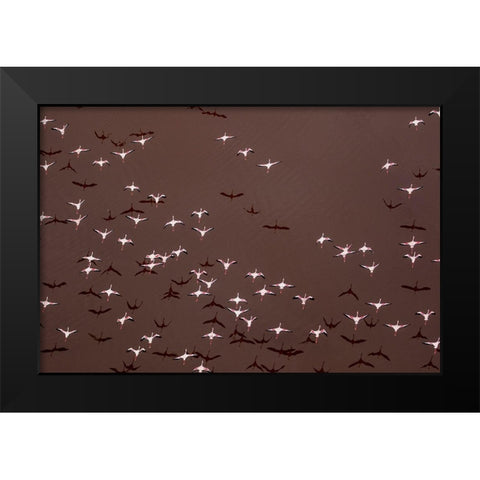 Africa-Tanzania-Aerial view of flock of Greater and Lesser Flamingos flying above salt waters Black Modern Wood Framed Art Print by Souders, Paul