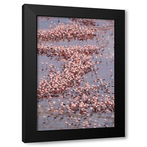 Africa-Tanzania-Aerial view of vast flock of Lesser Flamingos nesting in shallow salt waters Black Modern Wood Framed Art Print by Souders, Paul