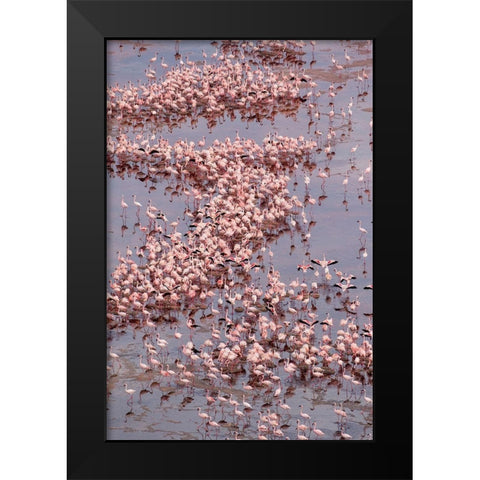 Africa-Tanzania-Aerial view of vast flock of Lesser Flamingos nesting in shallow salt waters Black Modern Wood Framed Art Print by Souders, Paul
