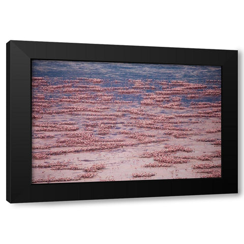 Africa-Tanzania-Aerial view of vast flock of Lesser Flamingos nesting in shallow salt waters Black Modern Wood Framed Art Print with Double Matting by Souders, Paul