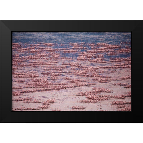 Africa-Tanzania-Aerial view of vast flock of Lesser Flamingos nesting in shallow salt waters Black Modern Wood Framed Art Print by Souders, Paul