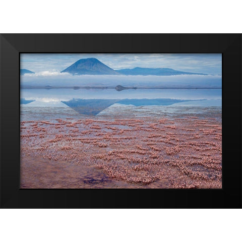 Africa-Tanzania-Aerial view of Ol Doinyo Lengai volcano looming above vast flock Black Modern Wood Framed Art Print by Souders, Paul