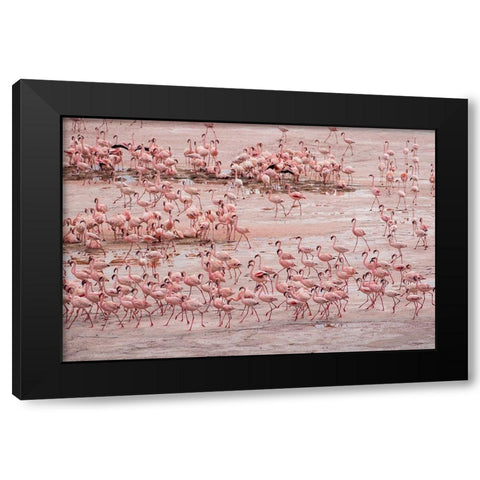 Africa-Tanzania-Aerial view of vast flock of Lesser Flamingos nesting in shallow salt waters Black Modern Wood Framed Art Print with Double Matting by Souders, Paul