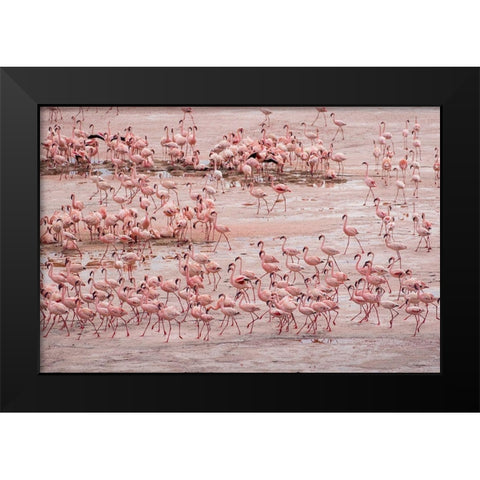Africa-Tanzania-Aerial view of vast flock of Lesser Flamingos nesting in shallow salt waters Black Modern Wood Framed Art Print by Souders, Paul