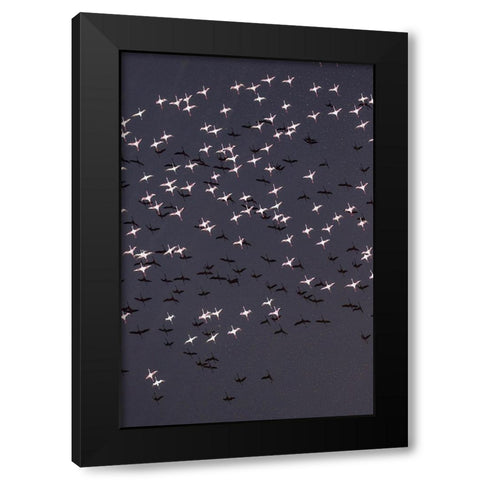 Africa-Tanzania-Aerial view of flock of Lesser Flamingos taking flight above shallow salt waters Black Modern Wood Framed Art Print with Double Matting by Souders, Paul