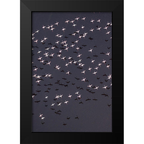 Africa-Tanzania-Aerial view of flock of Lesser Flamingos taking flight above shallow salt waters Black Modern Wood Framed Art Print by Souders, Paul
