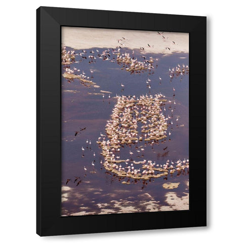 Africa-Tanzania-Aerial view of flock of Lesser Flamingos nesting among salt flats Black Modern Wood Framed Art Print by Souders, Paul