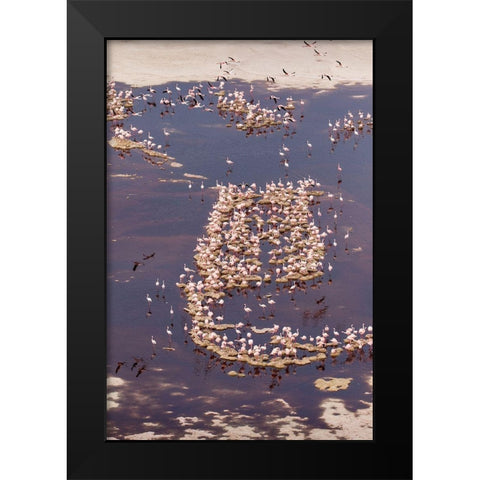Africa-Tanzania-Aerial view of flock of Lesser Flamingos nesting among salt flats Black Modern Wood Framed Art Print by Souders, Paul
