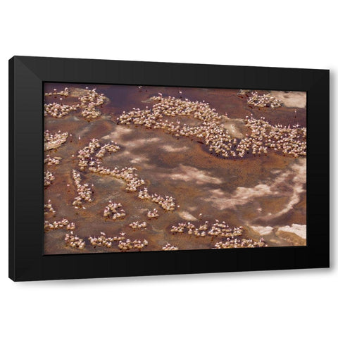 Africa-Tanzania-Aerial view of flock of Lesser Flamingos nesting among salt flats Black Modern Wood Framed Art Print by Souders, Paul