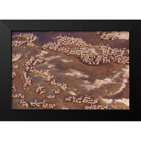 Africa-Tanzania-Aerial view of flock of Lesser Flamingos nesting among salt flats Black Modern Wood Framed Art Print by Souders, Paul