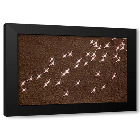 Africa-Tanzania-Aerial view of flock of Lesser Flamingos in flight above shallow waters Black Modern Wood Framed Art Print by Souders, Paul