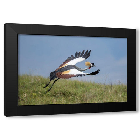 Africa-Tanzania-Ngorongoro Conservation Area-Grey Crowned Crane Black Modern Wood Framed Art Print with Double Matting by Souders, Paul