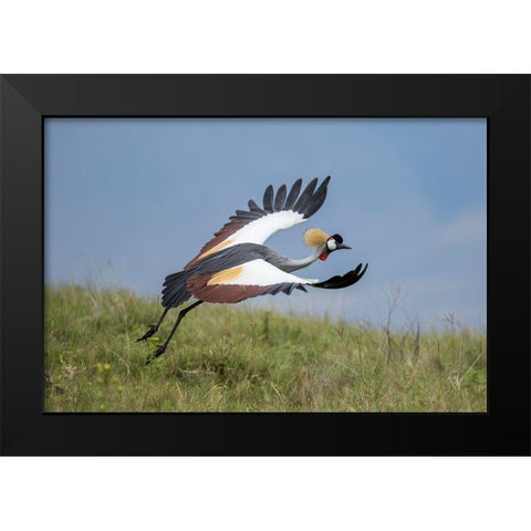 Africa-Tanzania-Ngorongoro Conservation Area-Grey Crowned Crane Black Modern Wood Framed Art Print by Souders, Paul