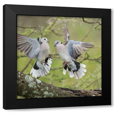 Africa-Tanzania-Ngorongoro Conservation Area-African Mourning Doves  Black Modern Wood Framed Art Print with Double Matting by Souders, Paul