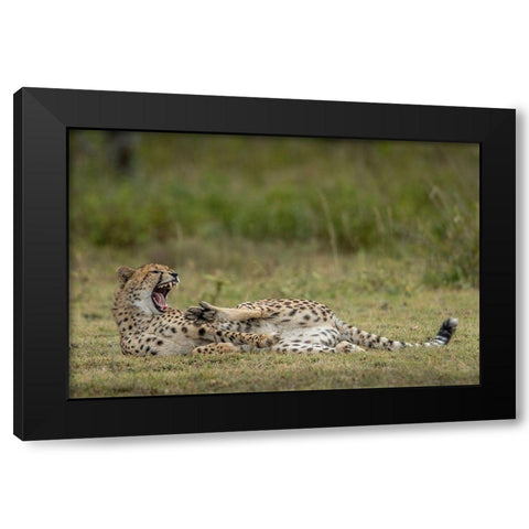 Tanzania-Ngorongoro Conservation Area-Adult Cheetah  Black Modern Wood Framed Art Print with Double Matting by Souders, Paul