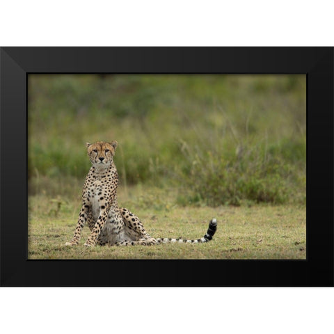 Tanzania-Ngorongoro Conservation Area-Adult Cheetah  Black Modern Wood Framed Art Print by Souders, Paul