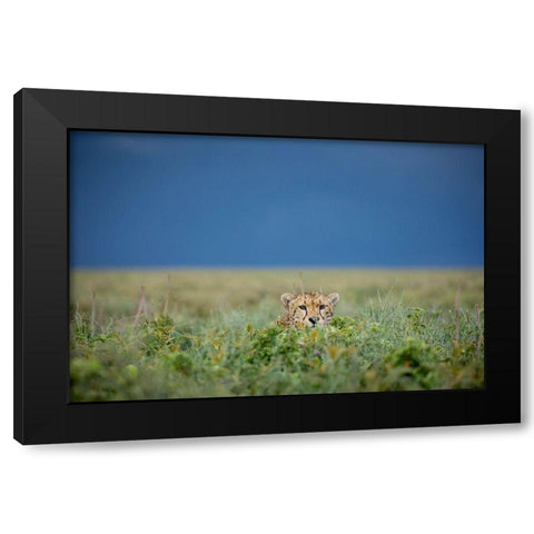 Tanzania-Ngorongoro Conservation Area-Adult Cheetah  Black Modern Wood Framed Art Print with Double Matting by Souders, Paul