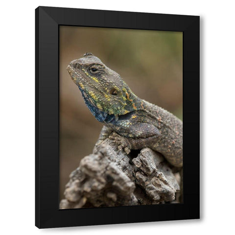 Tanzania-Ngorongoro Conservation Area-Ndutu Plains-Small ant walks across head of Agama Lizard Black Modern Wood Framed Art Print by Souders, Paul