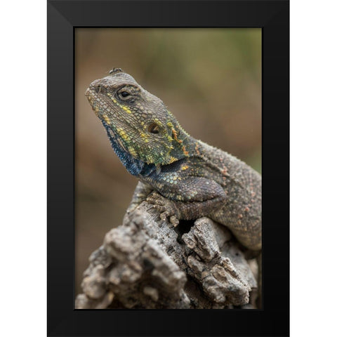 Tanzania-Ngorongoro Conservation Area-Ndutu Plains-Small ant walks across head of Agama Lizard Black Modern Wood Framed Art Print by Souders, Paul