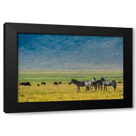 Plains zebras-Equus quagga-Ngorongoro crater-Ngorongoro Conservation Area-Serengeti-Tanzania Black Modern Wood Framed Art Print by Pitamitz, Sergio