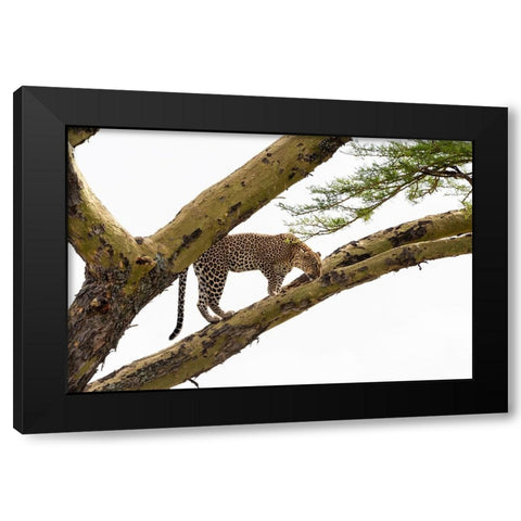 Leopard-Panthera pardus-on a tree-Seronera-Serengeti National Park-Tanzania Black Modern Wood Framed Art Print with Double Matting by Pitamitz, Sergio