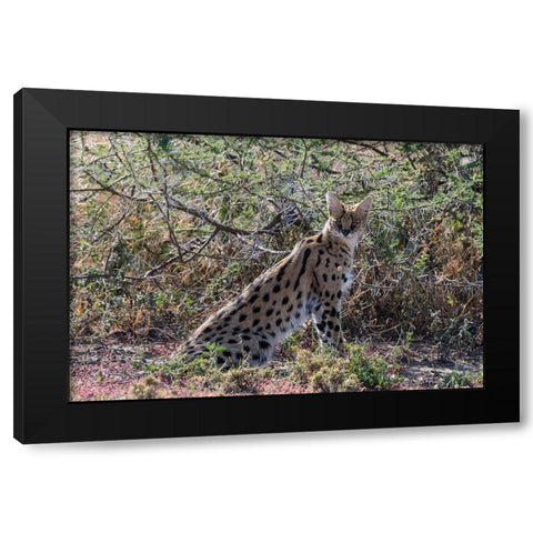 Serval-Leptailurus serval-Ndutu-Ngorongoro Conservation Area-Serengeti-Tanzania Black Modern Wood Framed Art Print by Pitamitz, Sergio