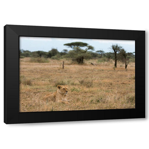 Lion-Panthera leo-Ndutu-Ngorongoro Conservation Area-Serengeti-Tanzania Black Modern Wood Framed Art Print by Pitamitz, Sergio