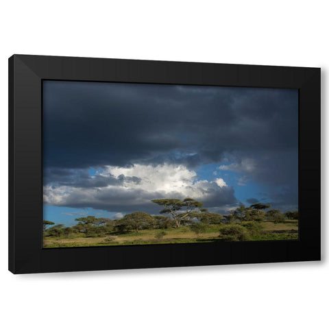 Rainstorm approaching Ndutu-Ngorongoro Conservation Area-Serengeti-Tanzania Black Modern Wood Framed Art Print by Pitamitz, Sergio