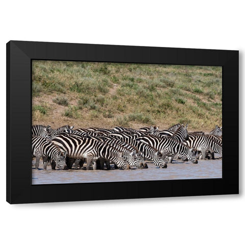 A herd of plains zebras-Hidden Valley lake-Ndutu-Ngorongoro Conservation Area-Serengeti-Tanzania Black Modern Wood Framed Art Print by Pitamitz, Sergio