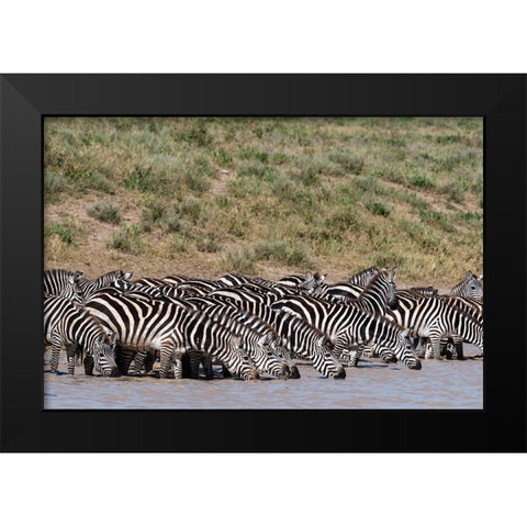 A herd of plains zebras-Hidden Valley lake-Ndutu-Ngorongoro Conservation Area-Serengeti-Tanzania Black Modern Wood Framed Art Print by Pitamitz, Sergio
