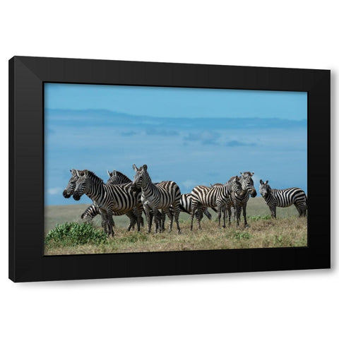 Plains zebras-Equus quagga-Ndutu-Ngorongoro Conservation Area-Serengeti-Tanzania Black Modern Wood Framed Art Print by Pitamitz, Sergio