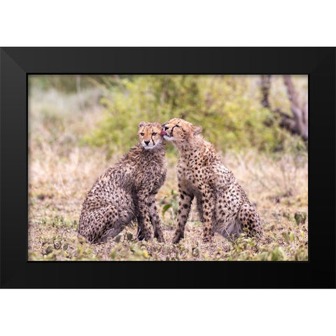 Cheetah cubs bonding-Serengeti National Park-Tanzania-Africa Black Modern Wood Framed Art Print by Norring, Tom