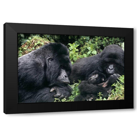 Zaire, Virungas NP Wild mountain gorilla family Black Modern Wood Framed Art Print with Double Matting by Welling, Dave