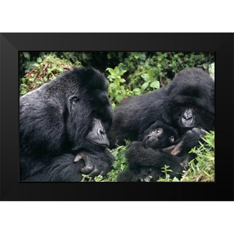 Zaire, Virungas NP Wild mountain gorilla family Black Modern Wood Framed Art Print by Welling, Dave